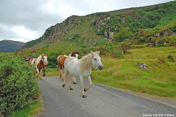Irish Horses - unterwegs in Irland